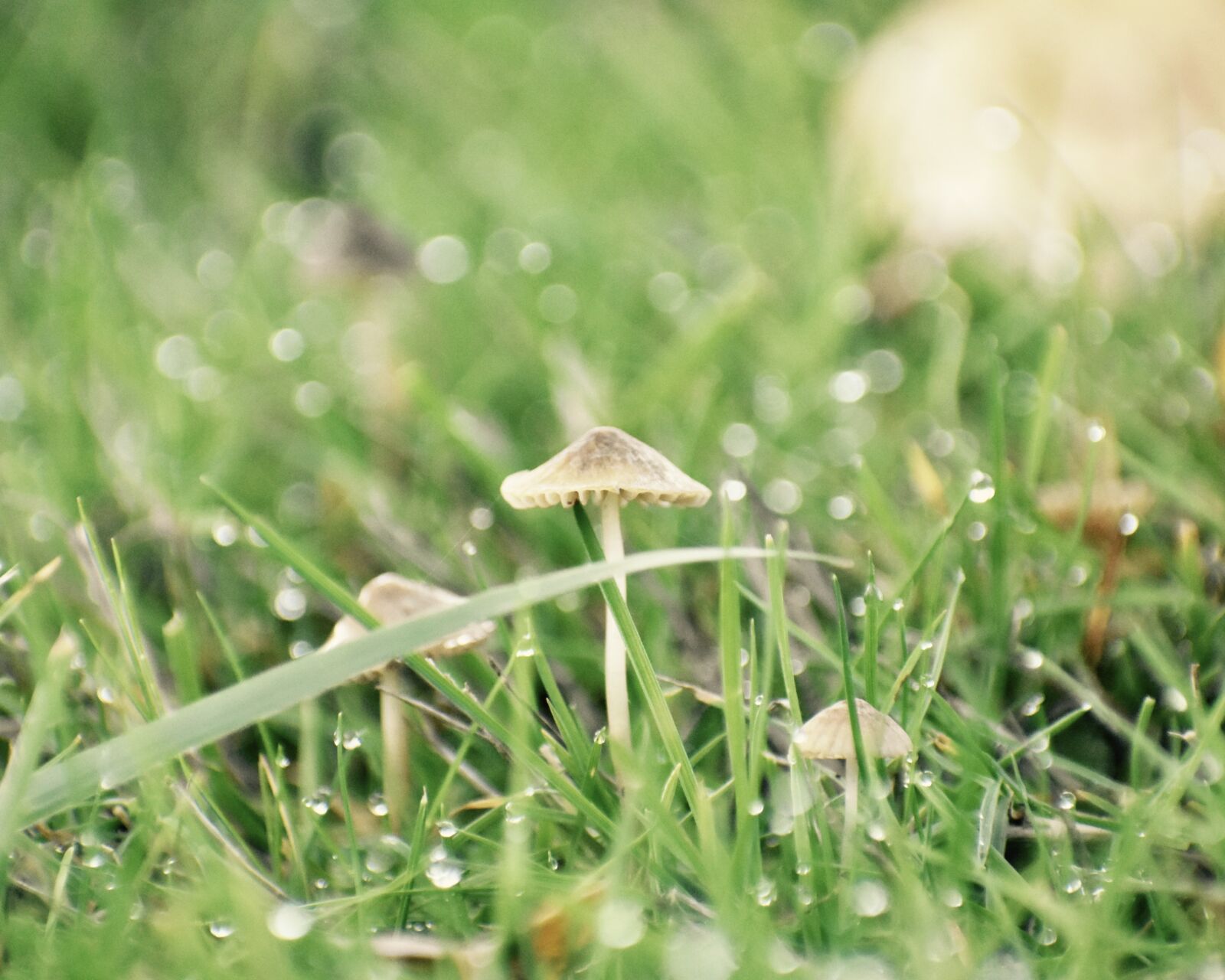 Nikon D3400 sample photo. Mushroom, fungus, fungi photography