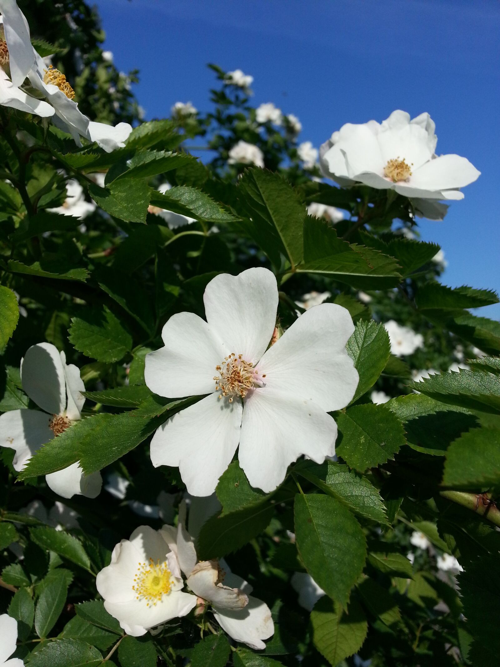 Samsung Galaxy Note2 sample photo. Flower, rose, wild rose photography