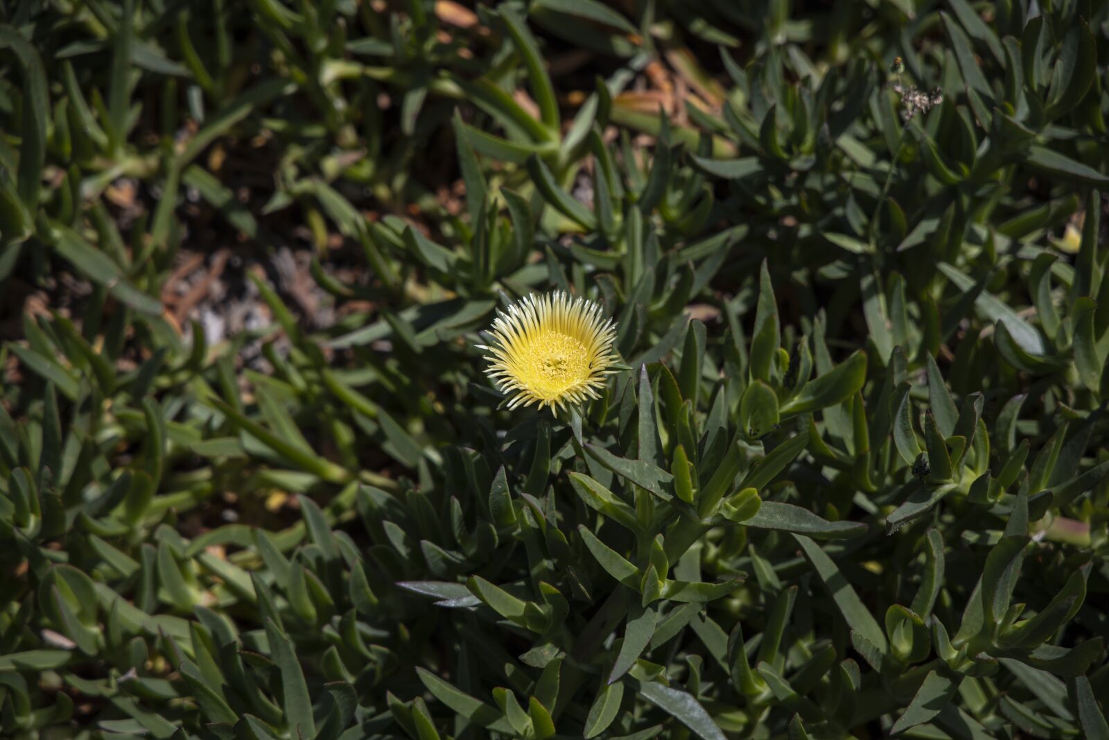 Canon RF 24-105mm F4L IS USM sample photo. Flowers, nature, plant photography