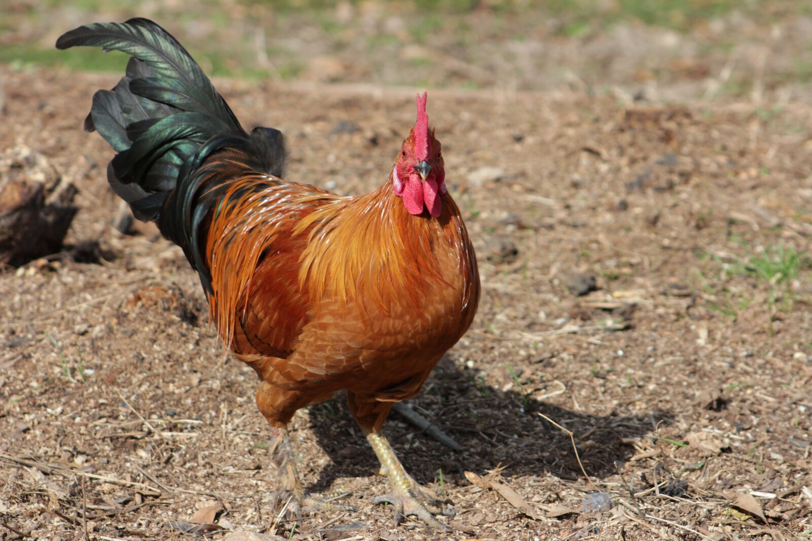 Canon EOS 550D (EOS Rebel T2i / EOS Kiss X4) sample photo. Rooster, red rooster, free photography