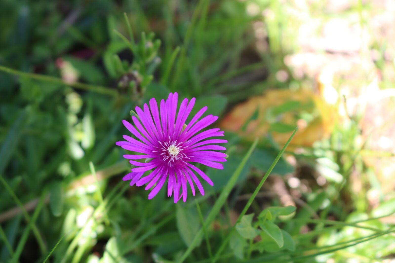 Canon EOS 750D (EOS Rebel T6i / EOS Kiss X8i) sample photo. Flower, purple, pink photography