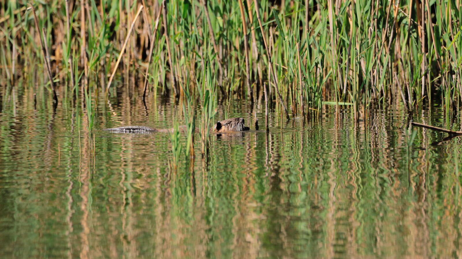 150-600mm F5-6.3 DG OS HSM | Contemporary 015 sample photo. Nutria, lake, water photography
