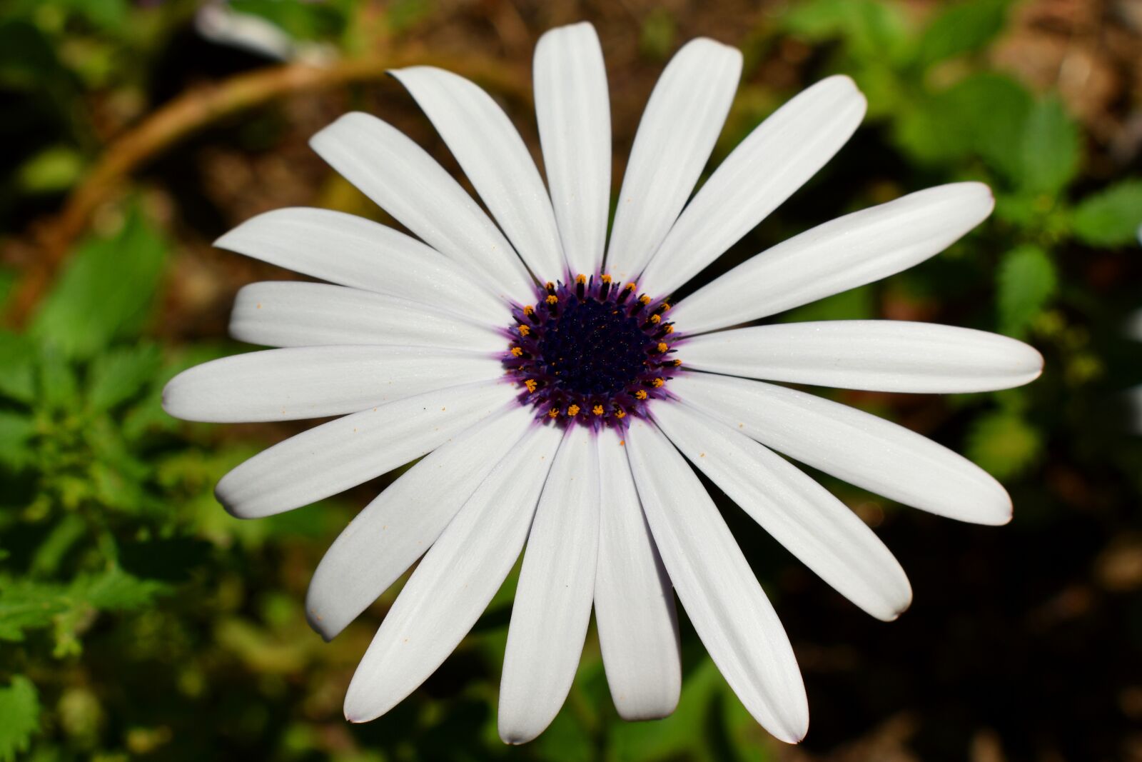 Nikon D3500 sample photo. Daisy, flower, white photography