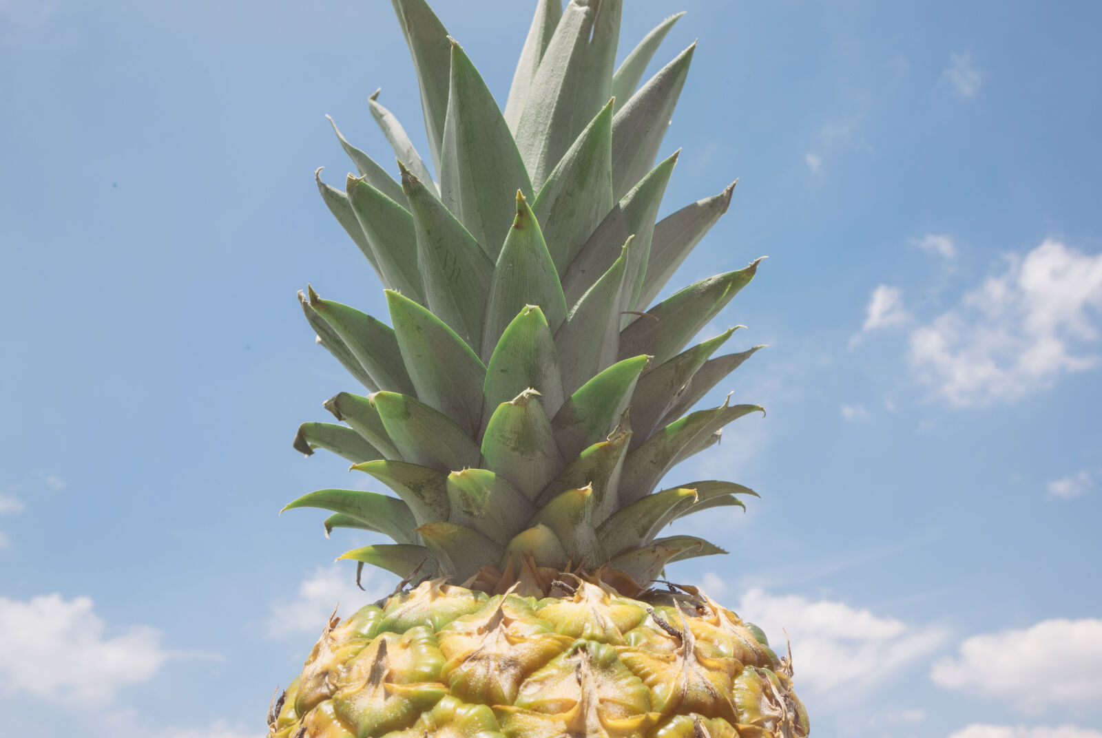 Sony a7 II + Sony FE 28-70mm F3.5-5.6 OSS sample photo. Blue, sky, fruit, golden photography
