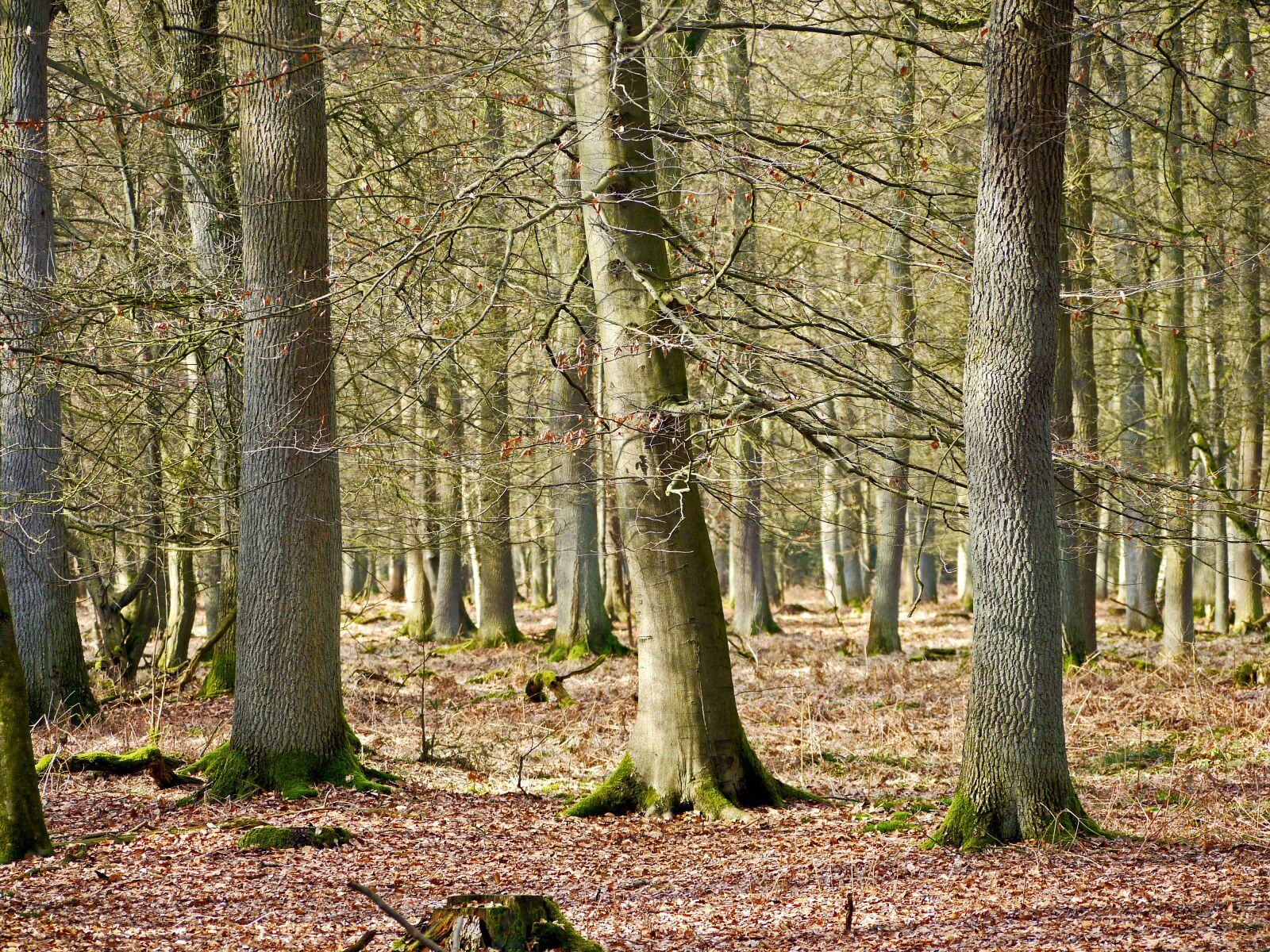 Panasonic Lumix DMC-G1 sample photo. Winter forest, mixed forest photography