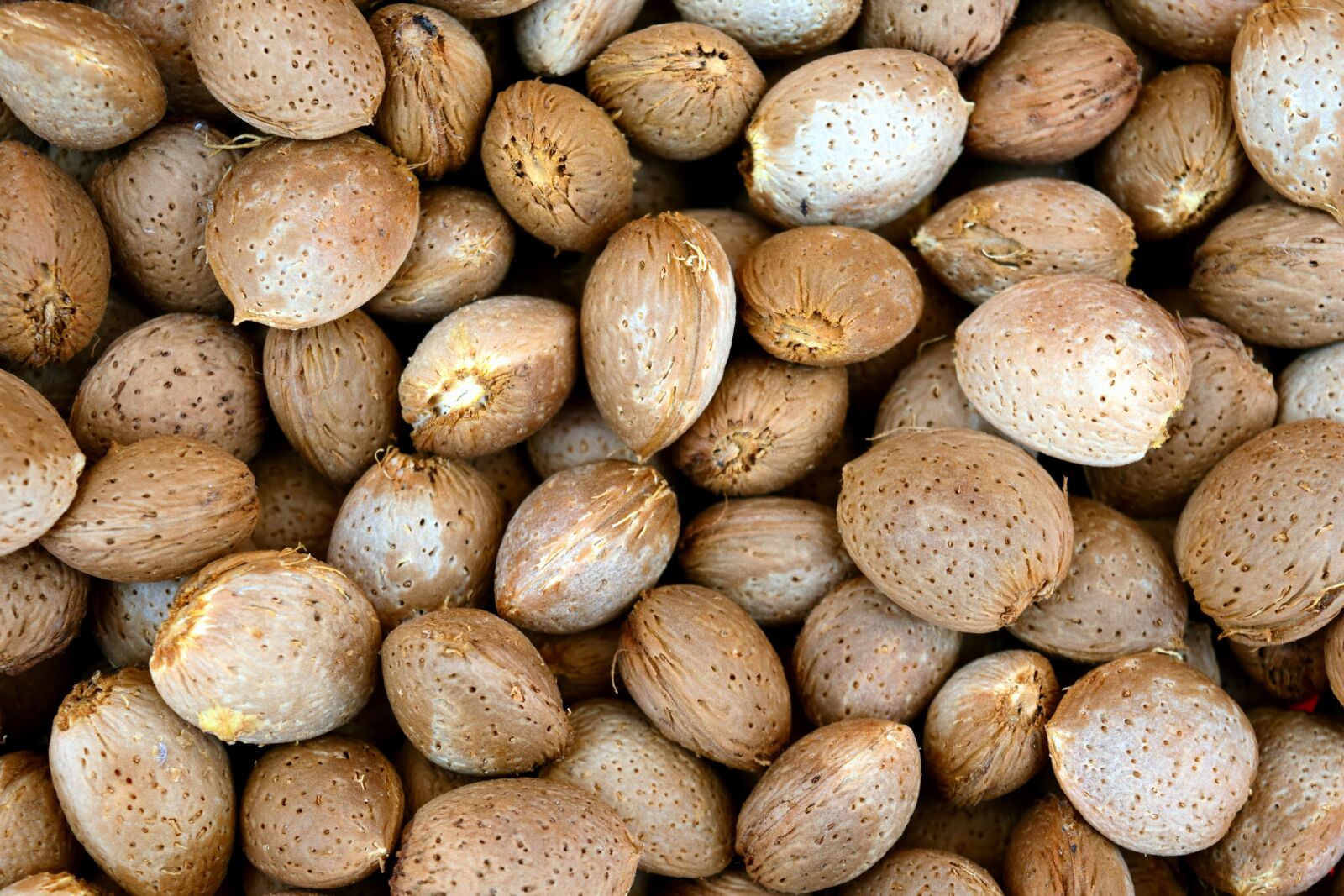 Nikon D3300 sample photo. Seed, plant, brown, organic photography