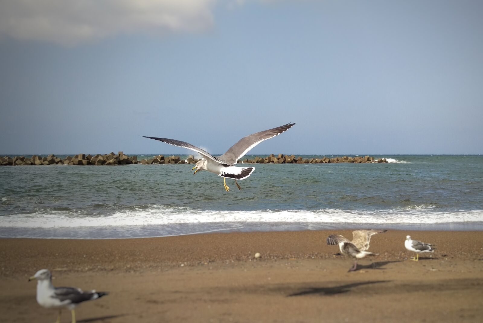 HTC HTV31 sample photo. Beach, sea, sea gull photography