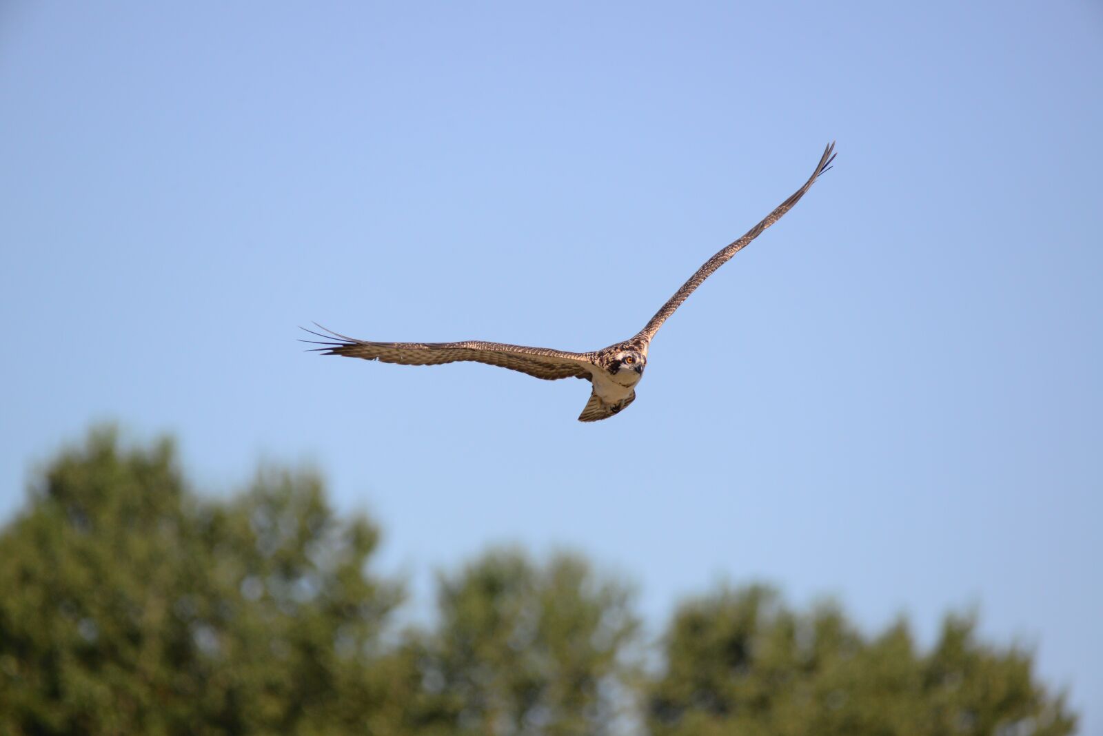 Nikon D800 sample photo. Bird, nature, sky photography