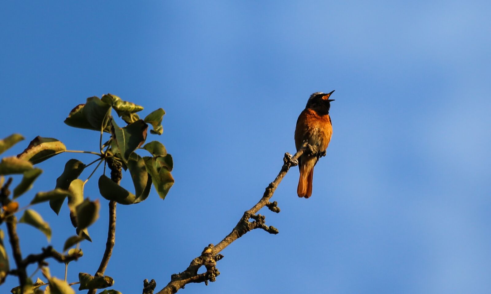 Canon EF 100-400mm F4.5-5.6L IS USM sample photo. Bird, songbird, branch photography