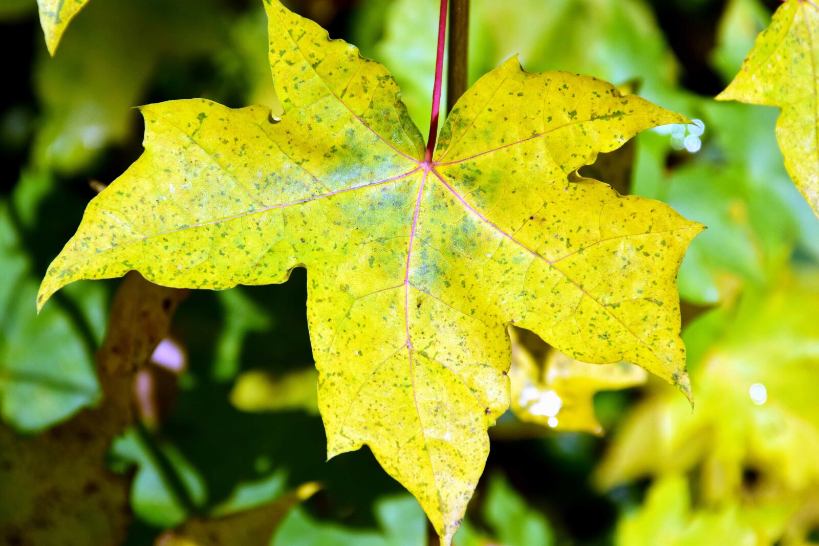 Nikon D3300 sample photo. Leaf, nature, flora, autumn photography