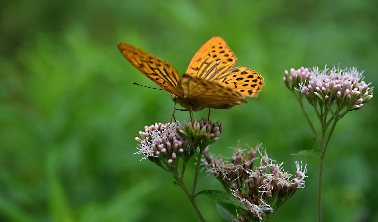 Nikon D5300 sample photo. Butterfly, insects, meadow photography