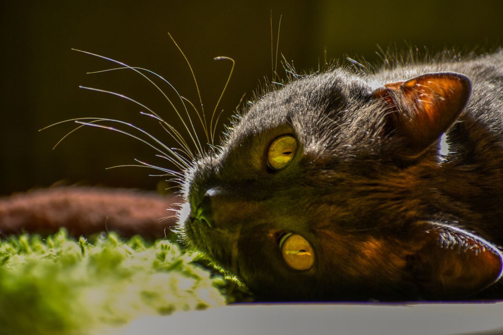 Nikon D3400 sample photo. Cat, animal, face photography