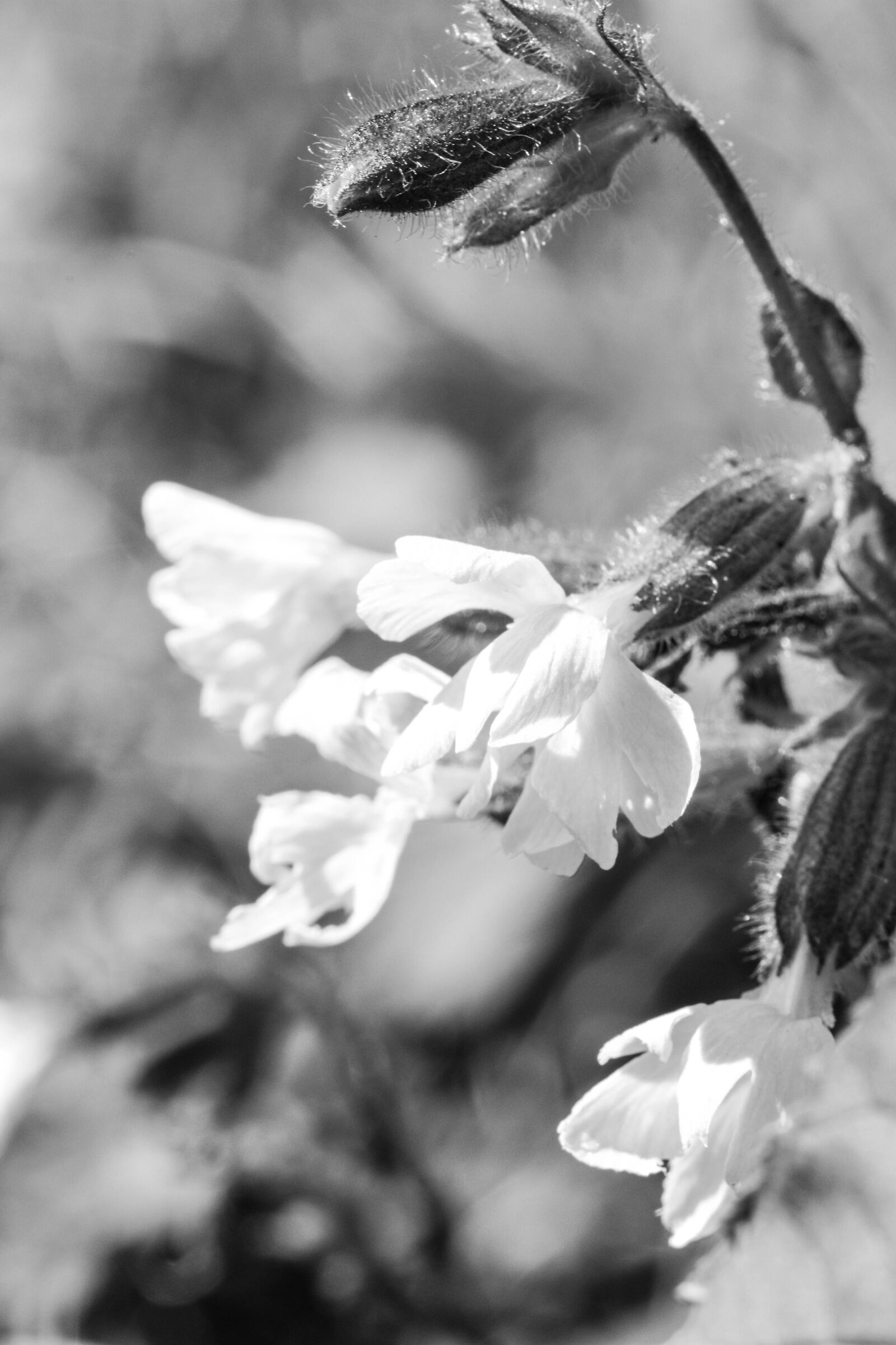 Canon EOS 7D Mark II sample photo. Flower, summer flower, nature photography