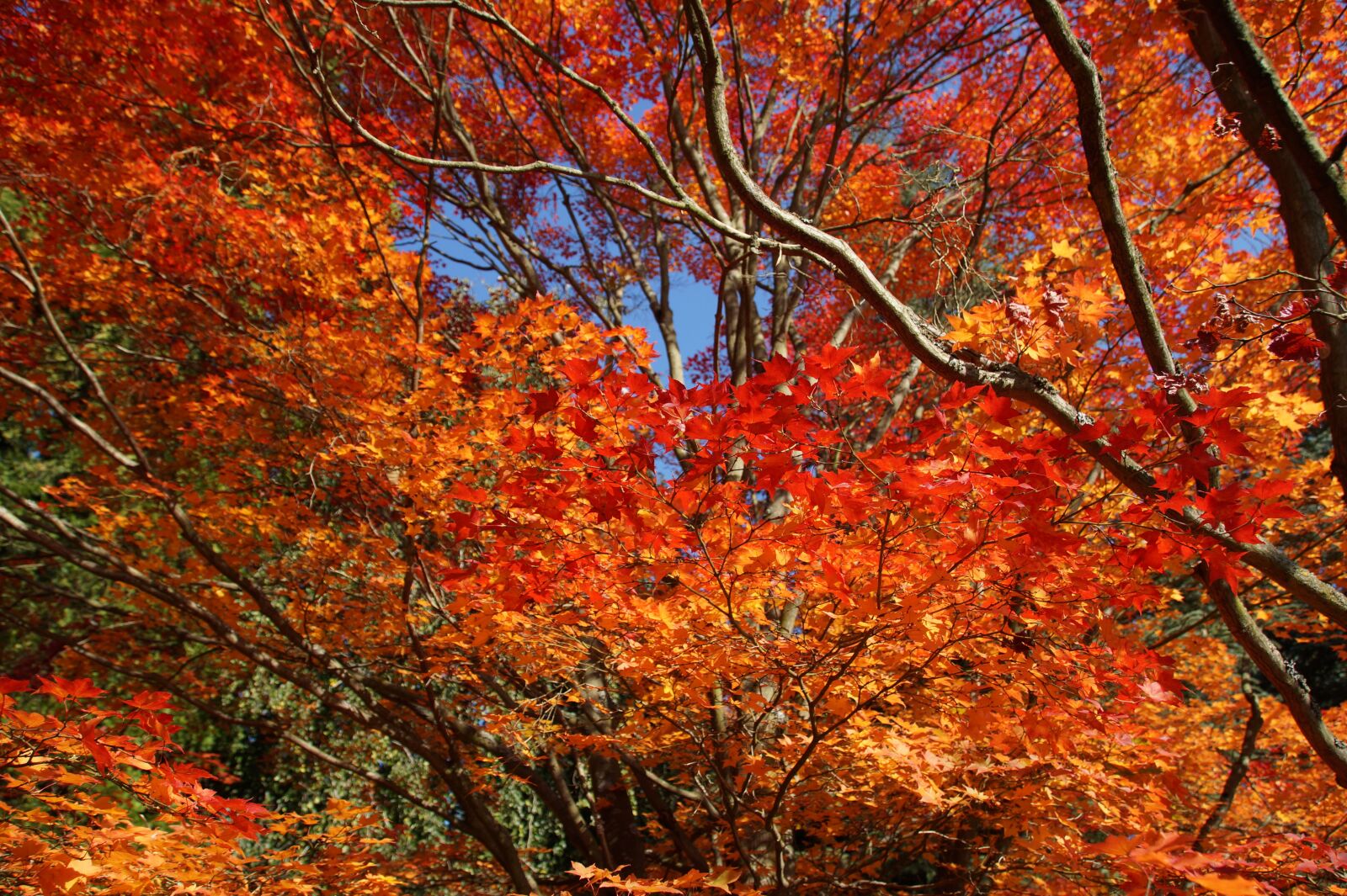 Sony SLT-A58 sample photo. Wonderful, colored, autumn photography