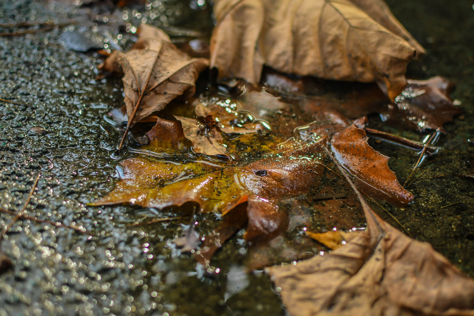 Nikon D500 sample photo. Autumn, autumn, colours, autumn photography