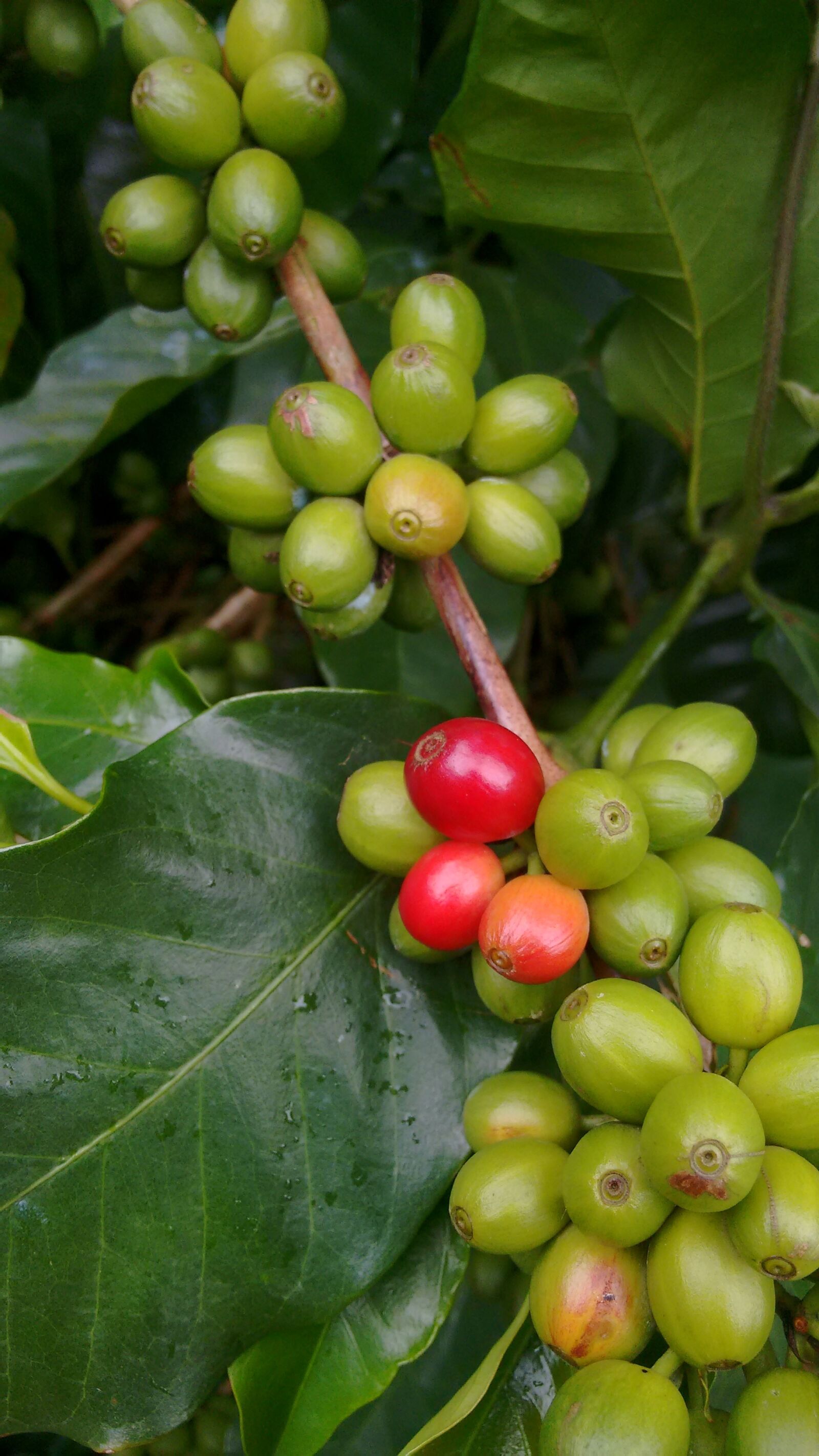 Motorola Moto G (2nd Gen) sample photo. Coffee, nature, green photography