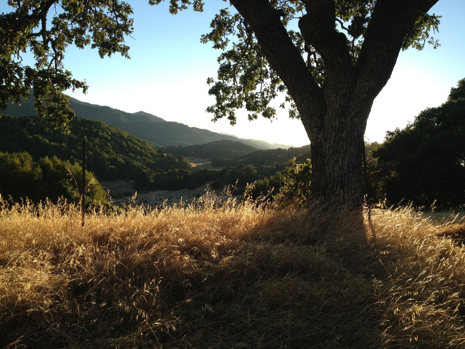Apple iPhone 4S sample photo. Oak trees, landscape, grassy photography
