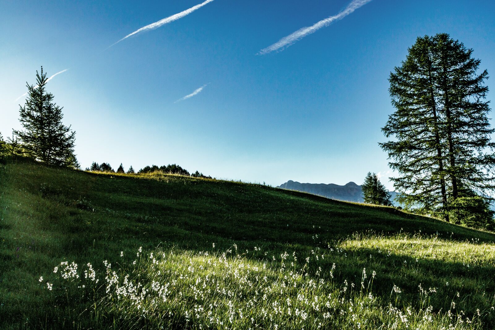 Canon EOS 70D sample photo. Sun, sunlight, meadow photography