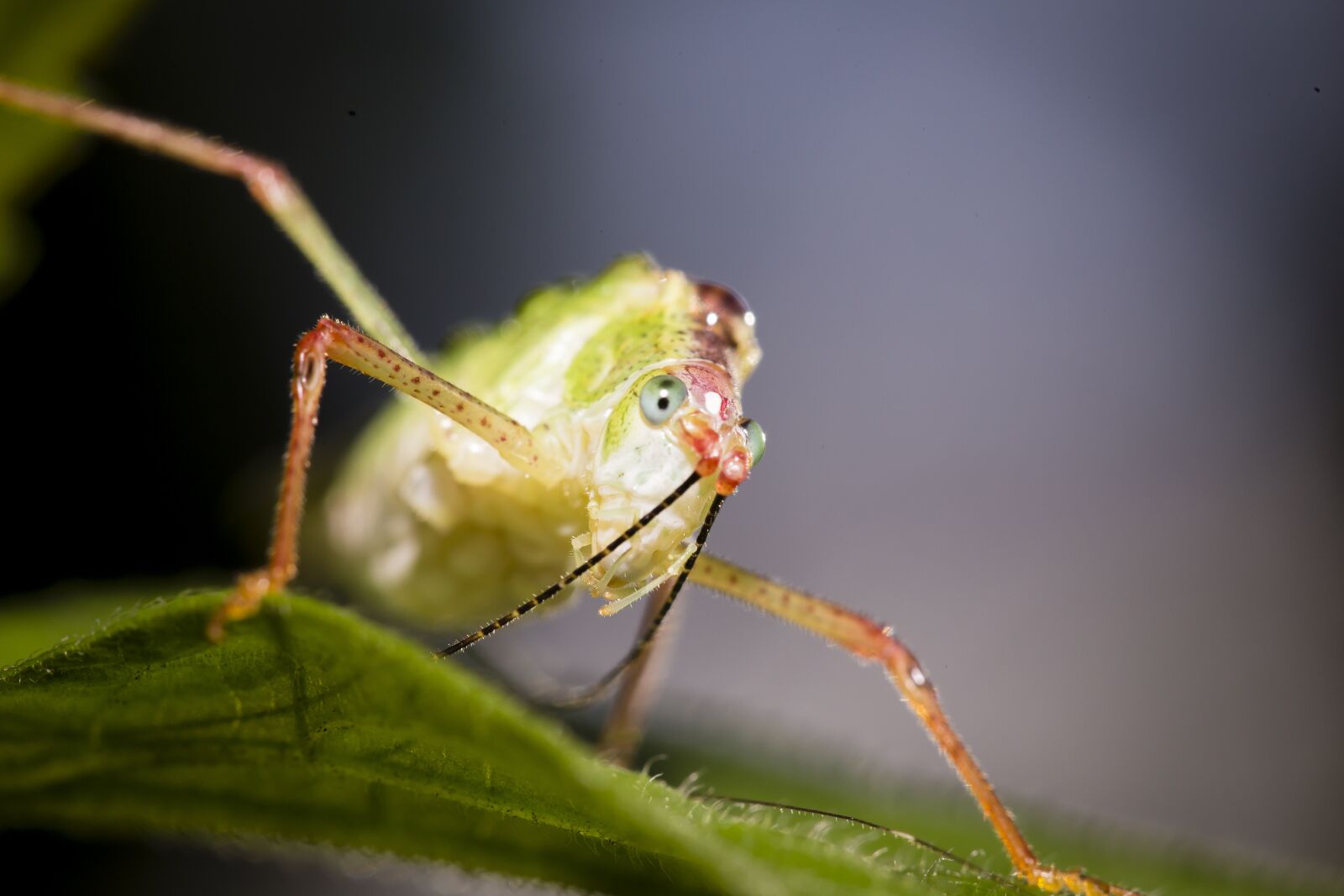 Canon EOS 6D + Canon EF 100mm F2.8 Macro USM sample photo. Insects, vietnam, green photography