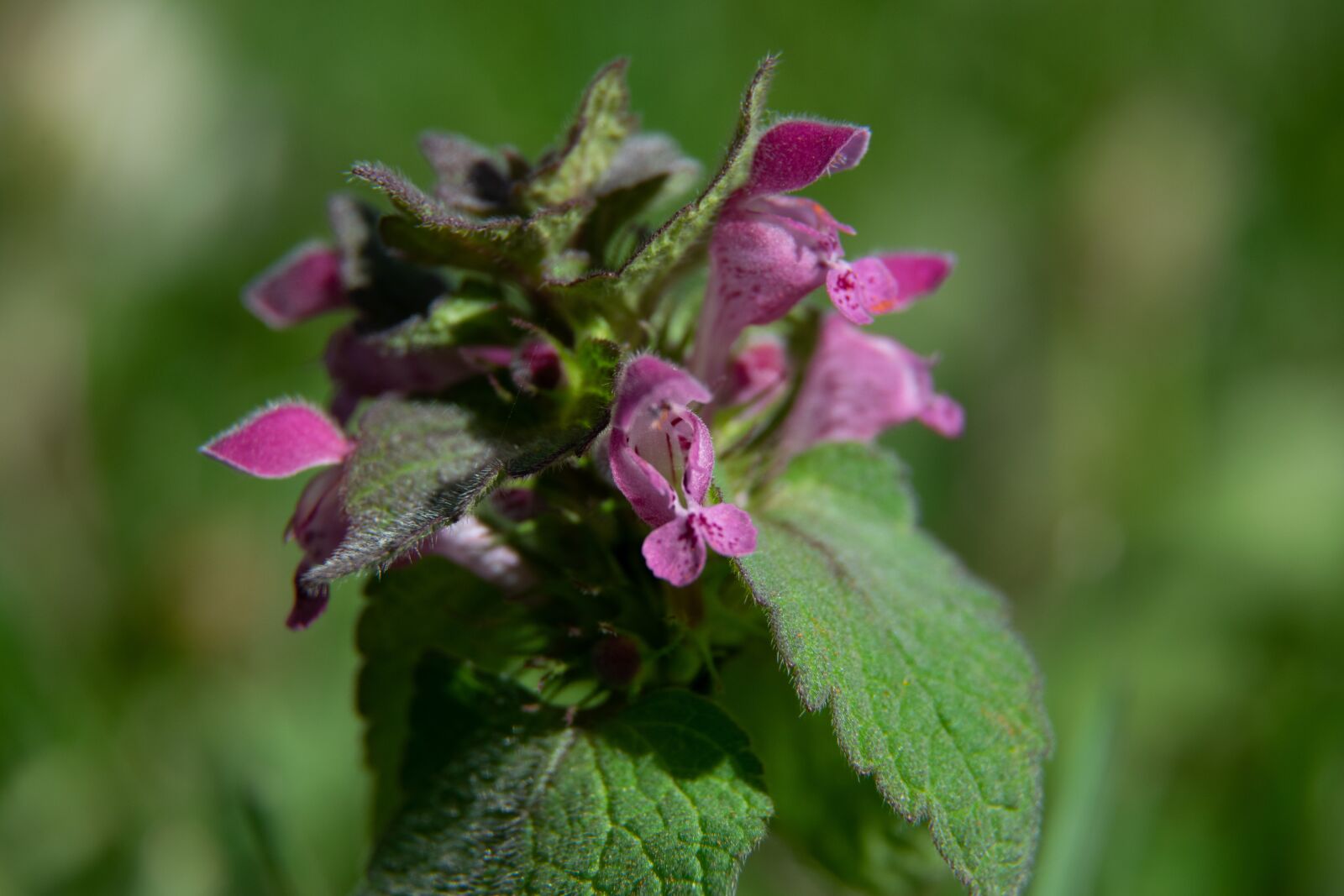Nikon D3300 sample photo. Flower, garden, nature photography