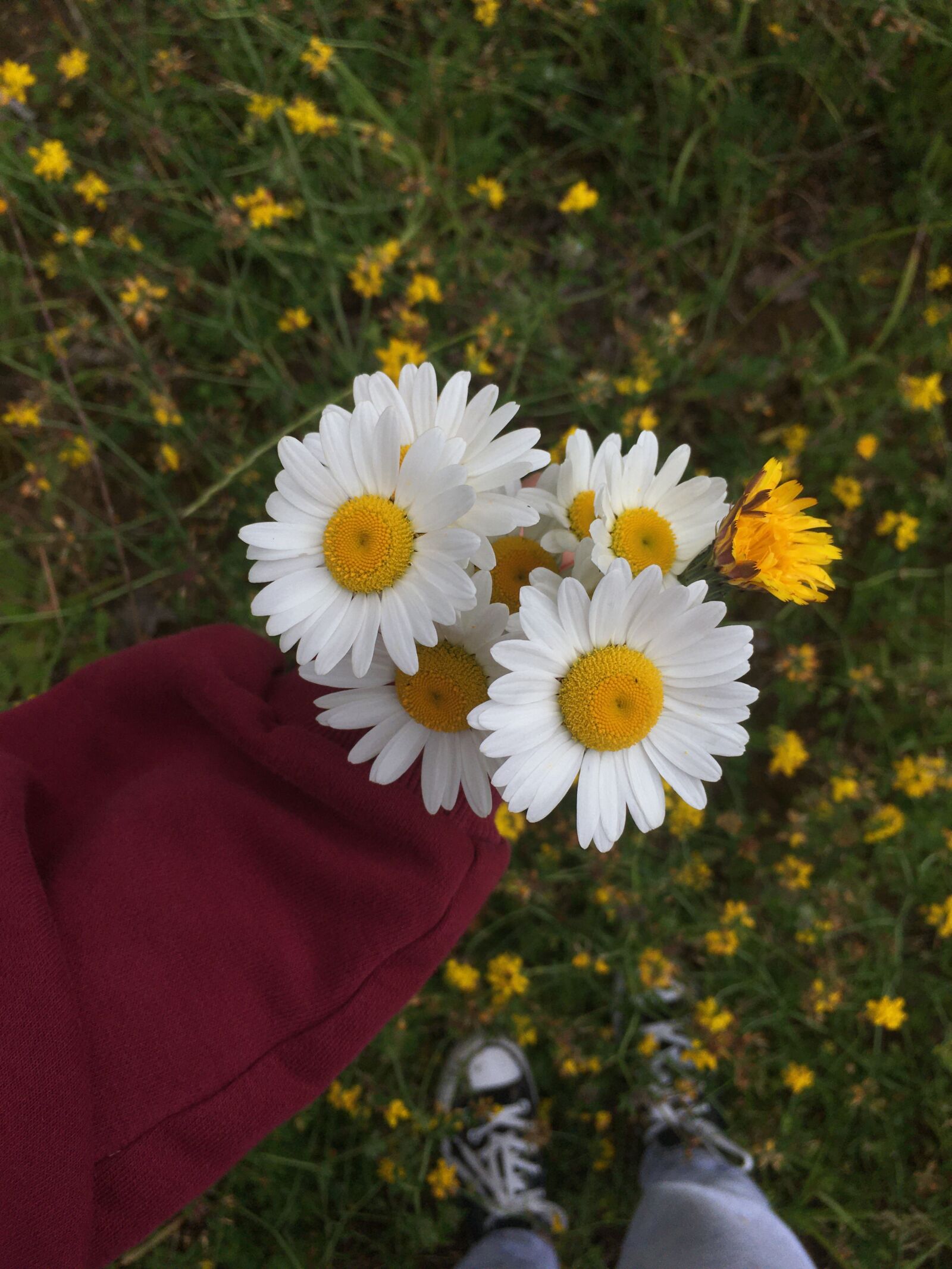 Apple iPhone SE (1st generation) sample photo. Daisies, converse, aesthetic photography