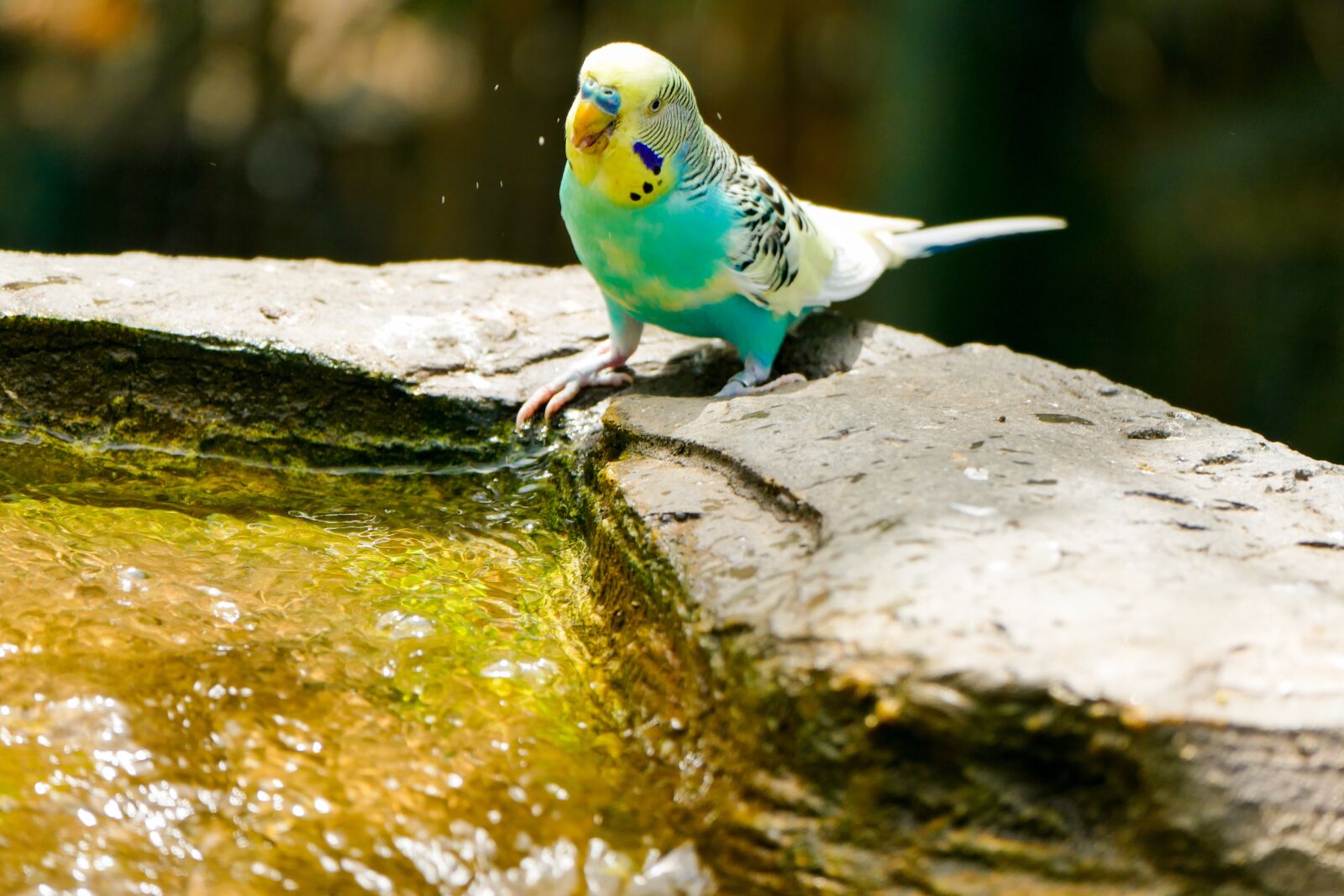 Panasonic Lumix DMC-FZ1000 sample photo. Budgie, bird, animal photography