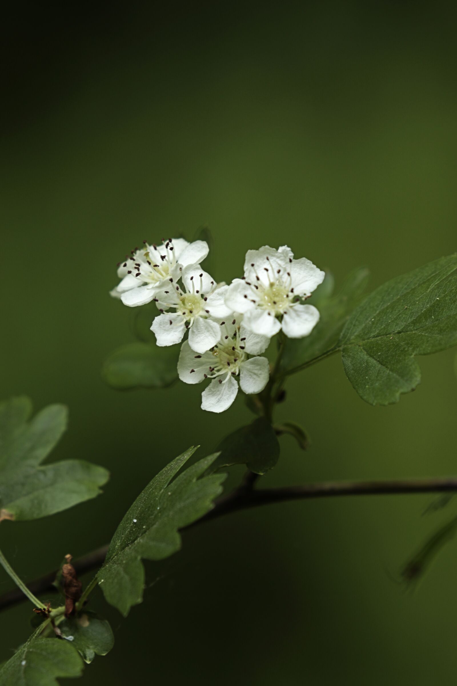 Canon EOS 7D Mark II sample photo. Hawthorn, flowers, baird photography