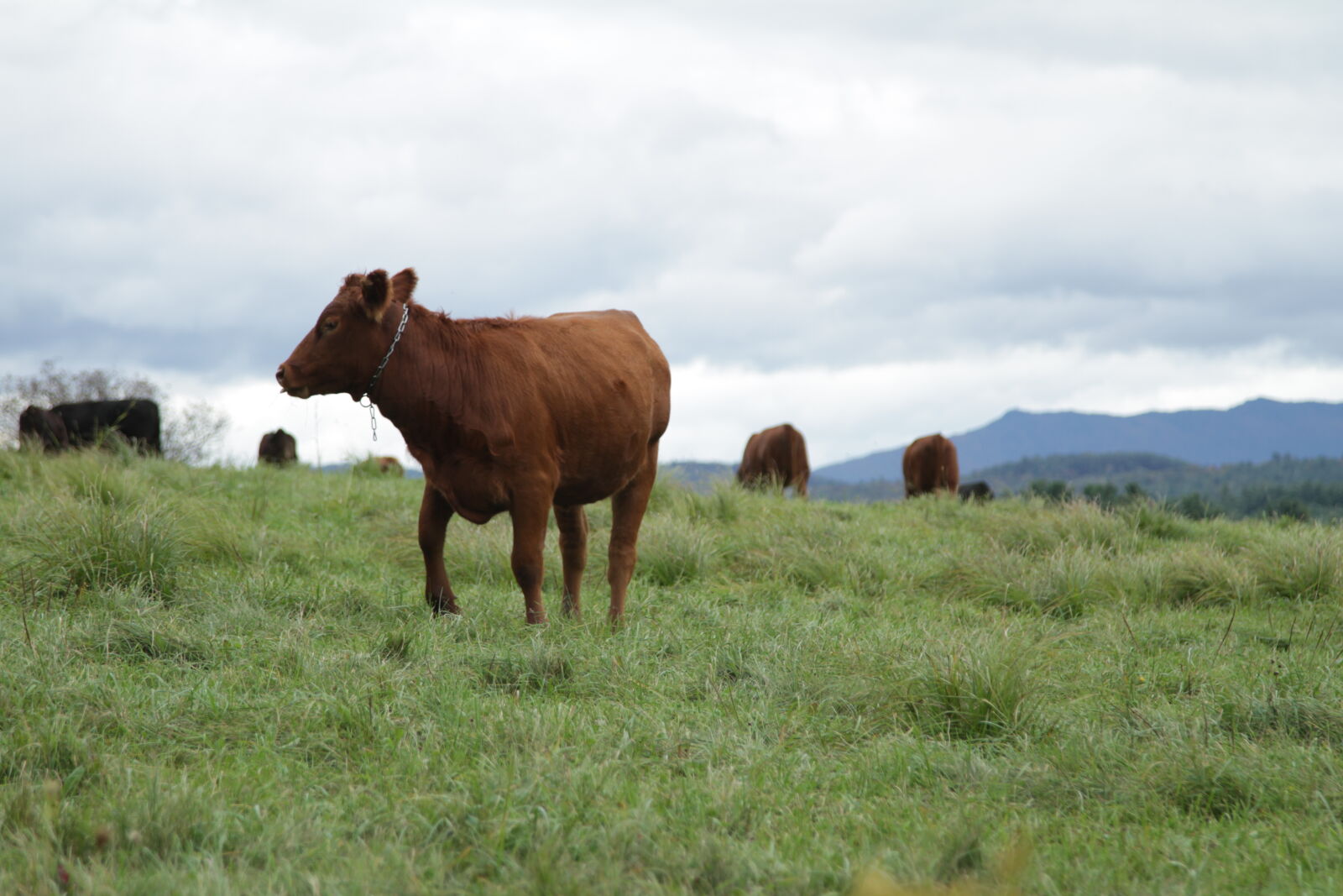 Canon EF 24-105mm F4L IS USM sample photo. Cow, cows, pasture, vermont photography