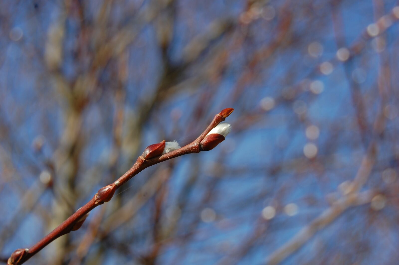 Nikon D40 sample photo. Bud, spring, tree photography