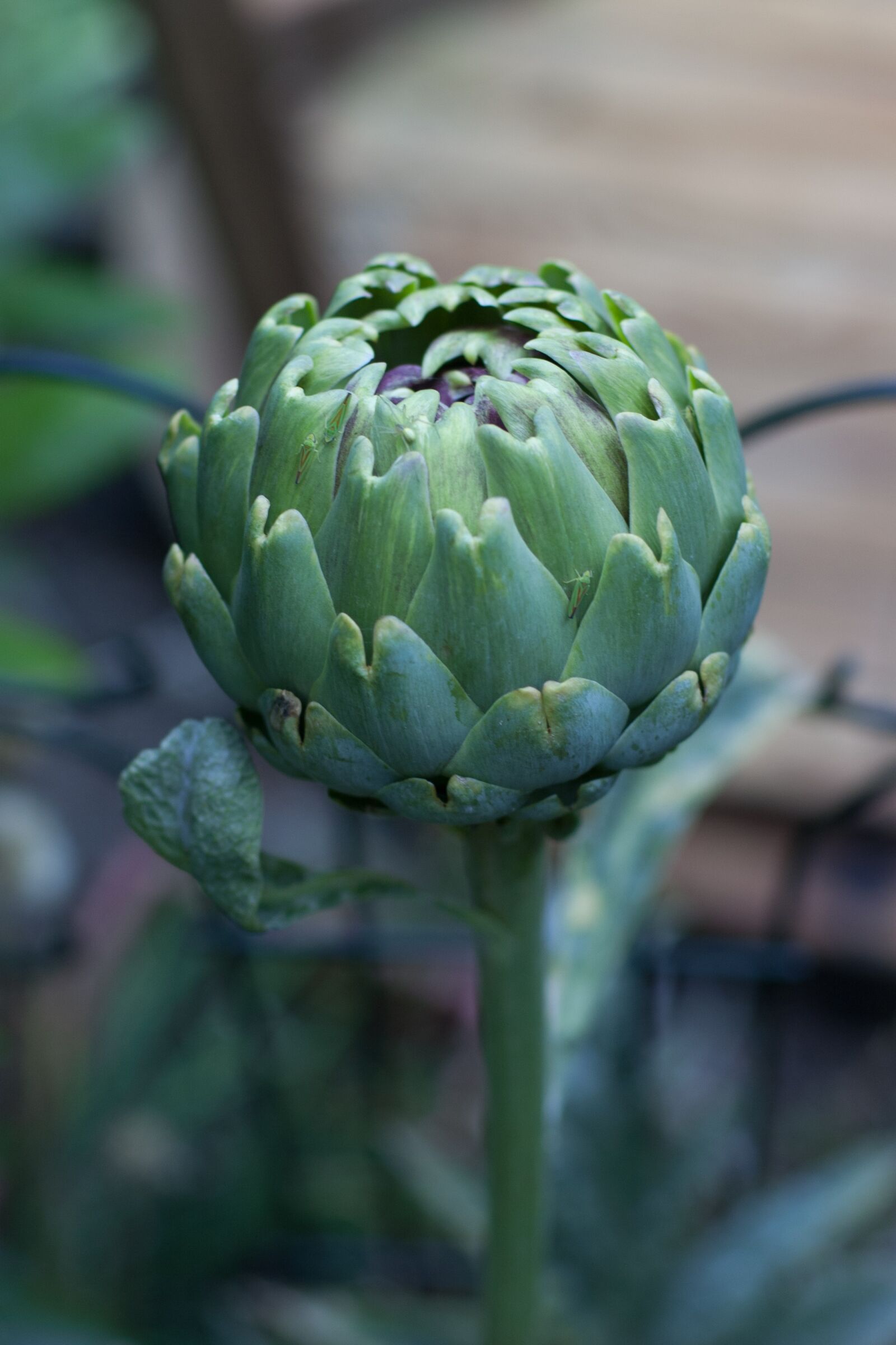 Canon EOS 300D (EOS Digital Rebel / EOS Kiss Digital) sample photo. Artichoke, flower, organic photography