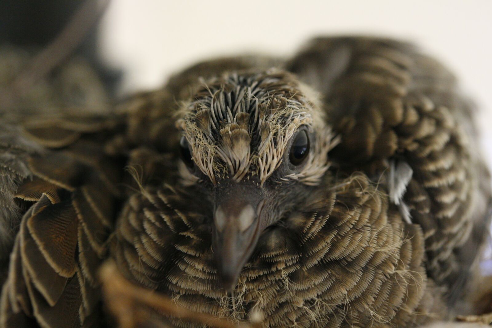 Canon EOS 30D sample photo. Baby bird, bird, dove photography