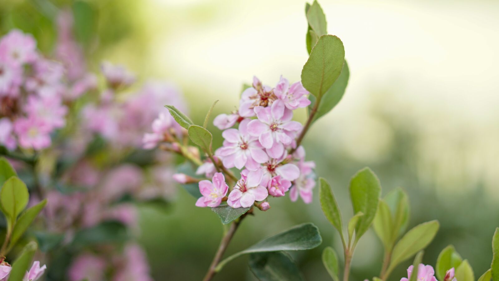 E 50mm F1.8 OSS sample photo. Flowers, nature, pink photography