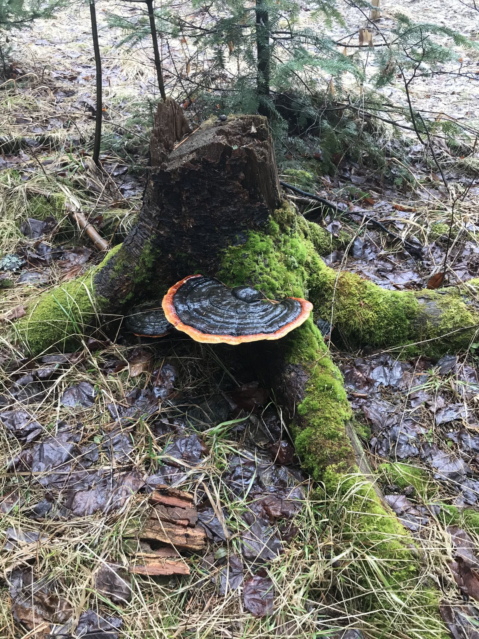 iPhone 7 Plus back dual camera 3.99mm f/1.8 sample photo. Stump, tree, moss photography