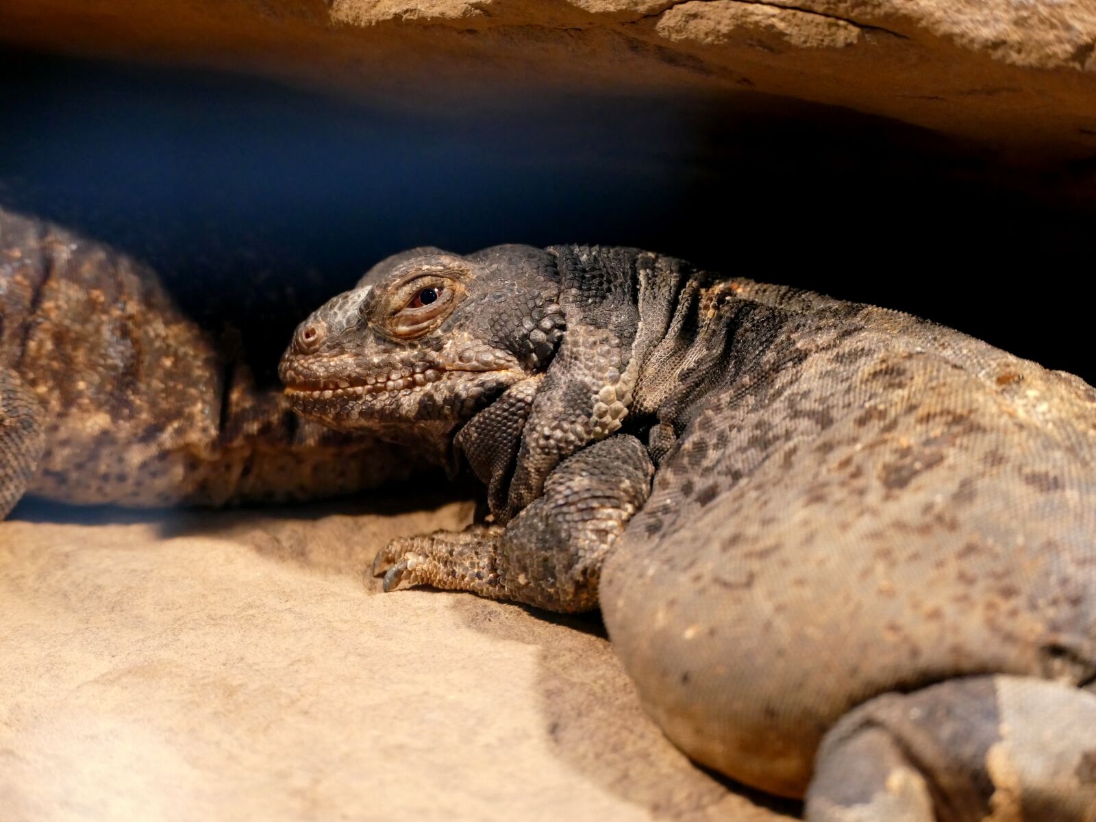 Panasonic Lumix DMC-FZ1000 sample photo. Iguana, lizard, zoo photography