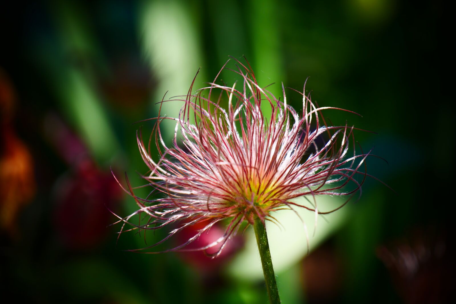 Panasonic Lumix DMC-G85 (Lumix DMC-G80) sample photo. Flower, flowers, summer photography