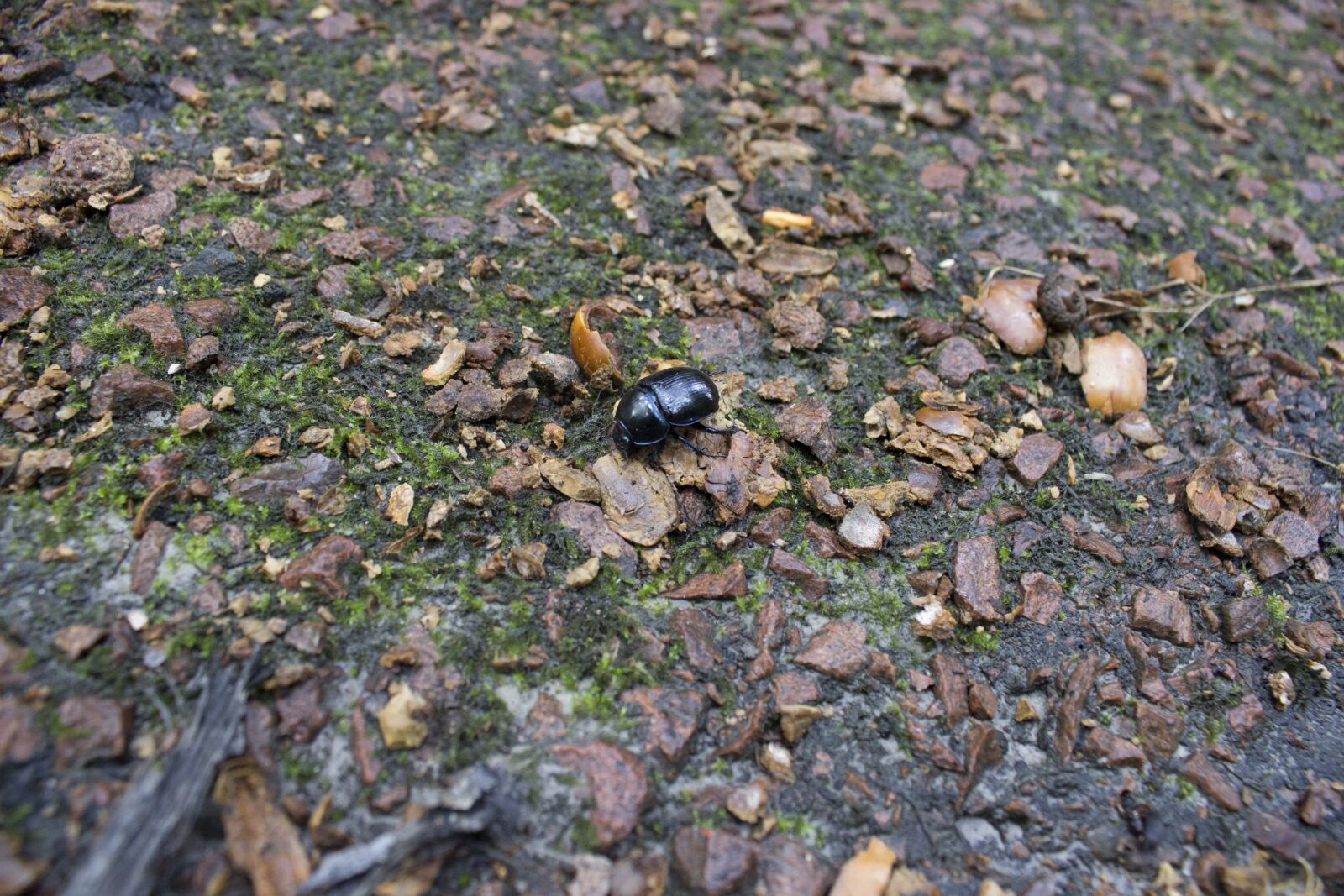 Canon EOS 600D (Rebel EOS T3i / EOS Kiss X5) sample photo. Scarab, insect, leaf photography