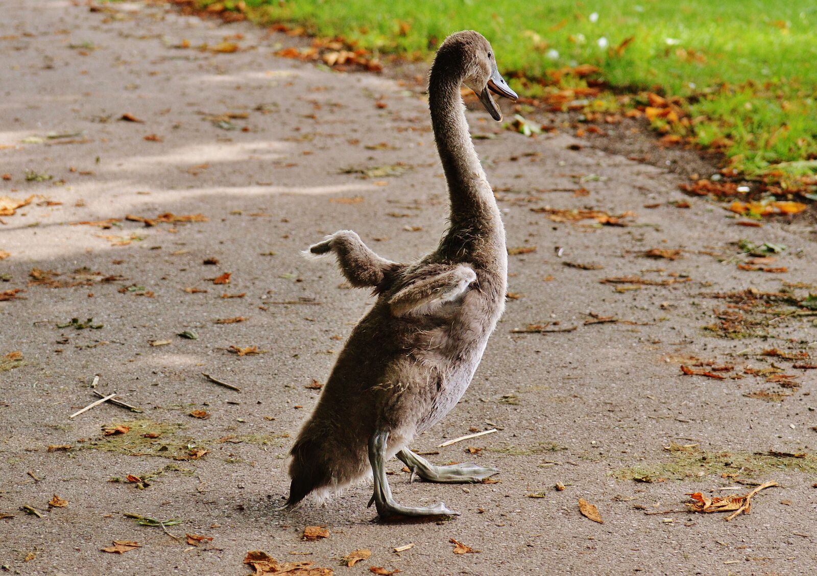 Nikon D3200 sample photo. Swan, young animal, bird photography