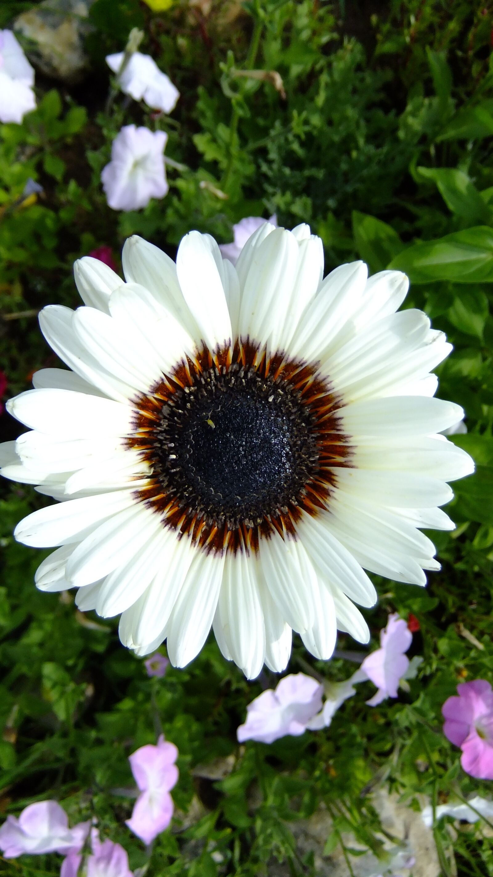 FujiFilm FinePix F80EXR (FinePix F85EXR) sample photo. Nature, flowers, summer photography