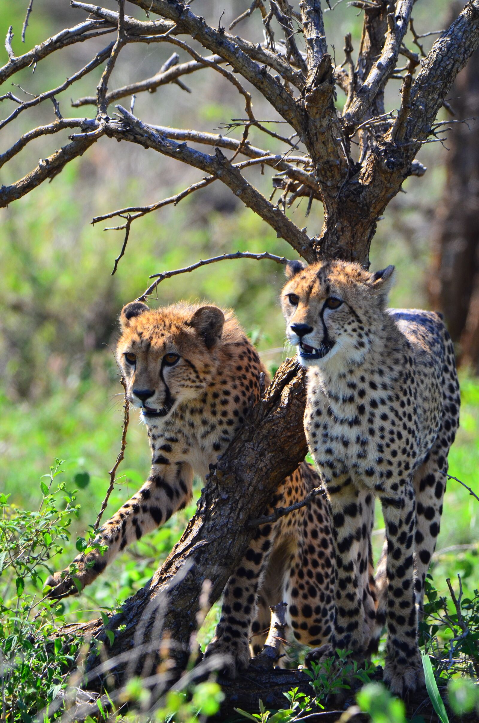 Nikon D7000 sample photo. Cheetah, kruger national park photography