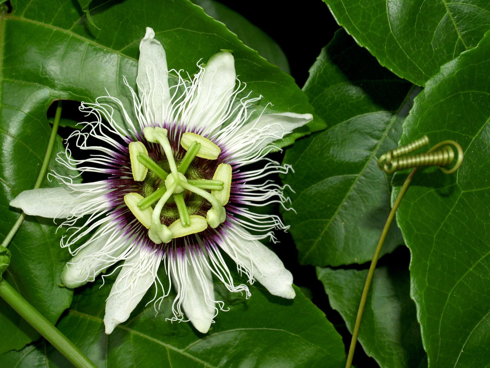 Olympus E-300 (EVOLT E-300) sample photo. Passion, flower, fruit photography