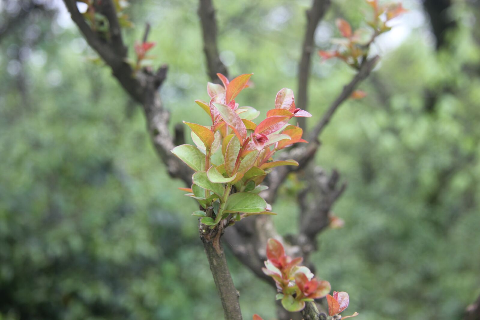 Canon EOS 550D (EOS Rebel T2i / EOS Kiss X4) sample photo. Life, hope, plant photography