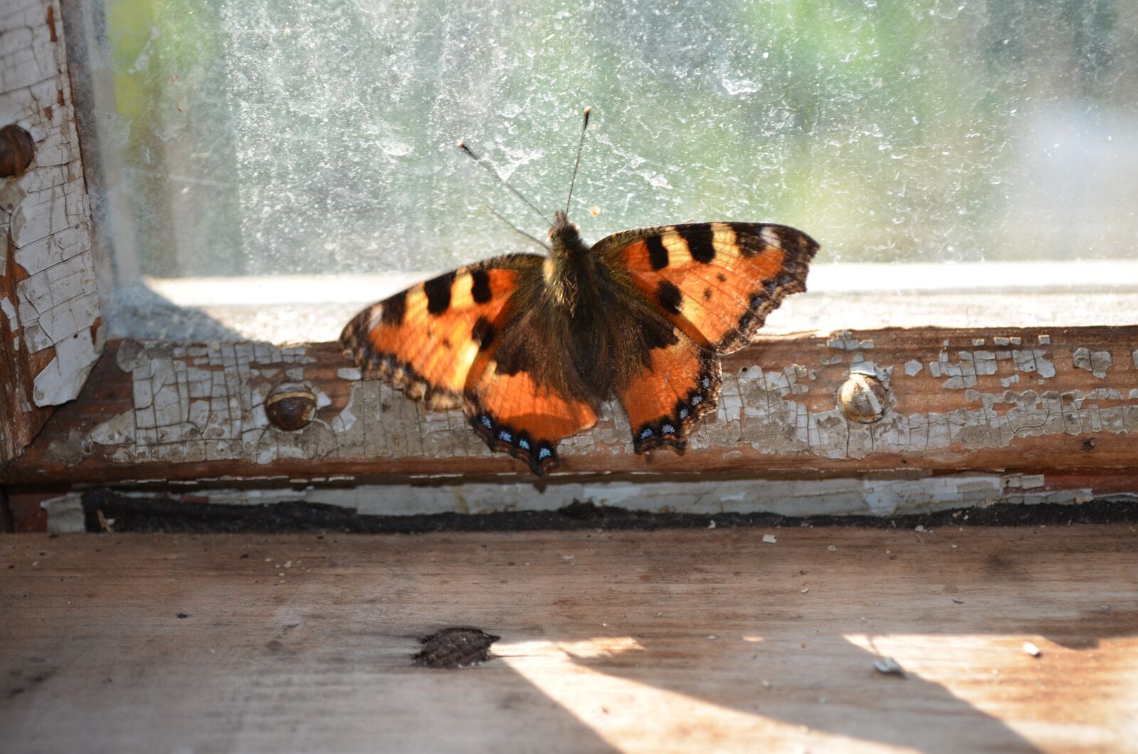 Nikon D5100 sample photo. Nature, butterfly, insects photography
