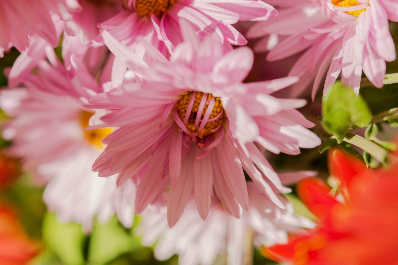 Nikon D7200 sample photo. Chrysanthemum, autumn flowers, pink photography