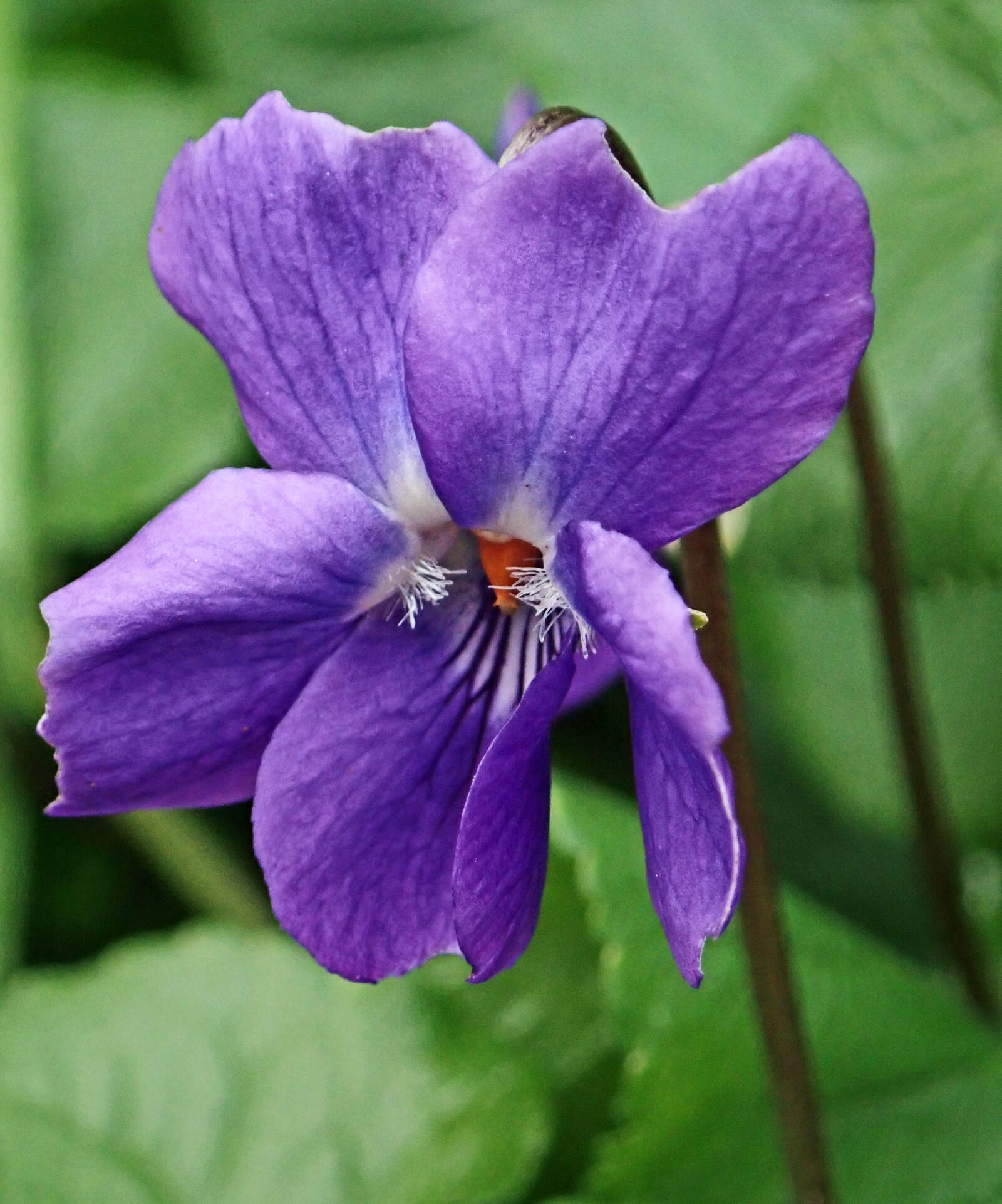 Olympus TG-5 sample photo. Flower, violet, macro photography