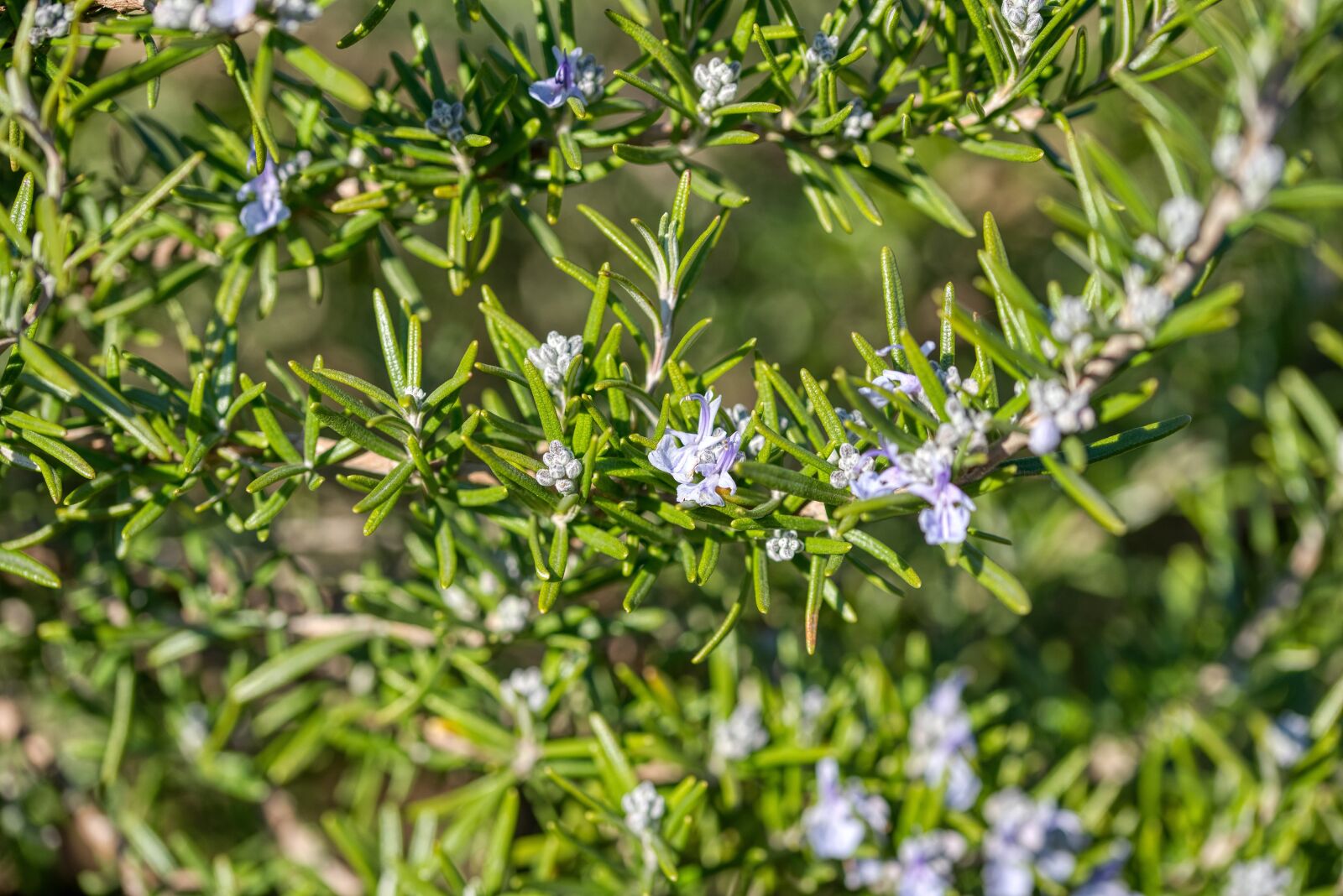 Nikon D750 sample photo. Rosemary, spice, blossom photography