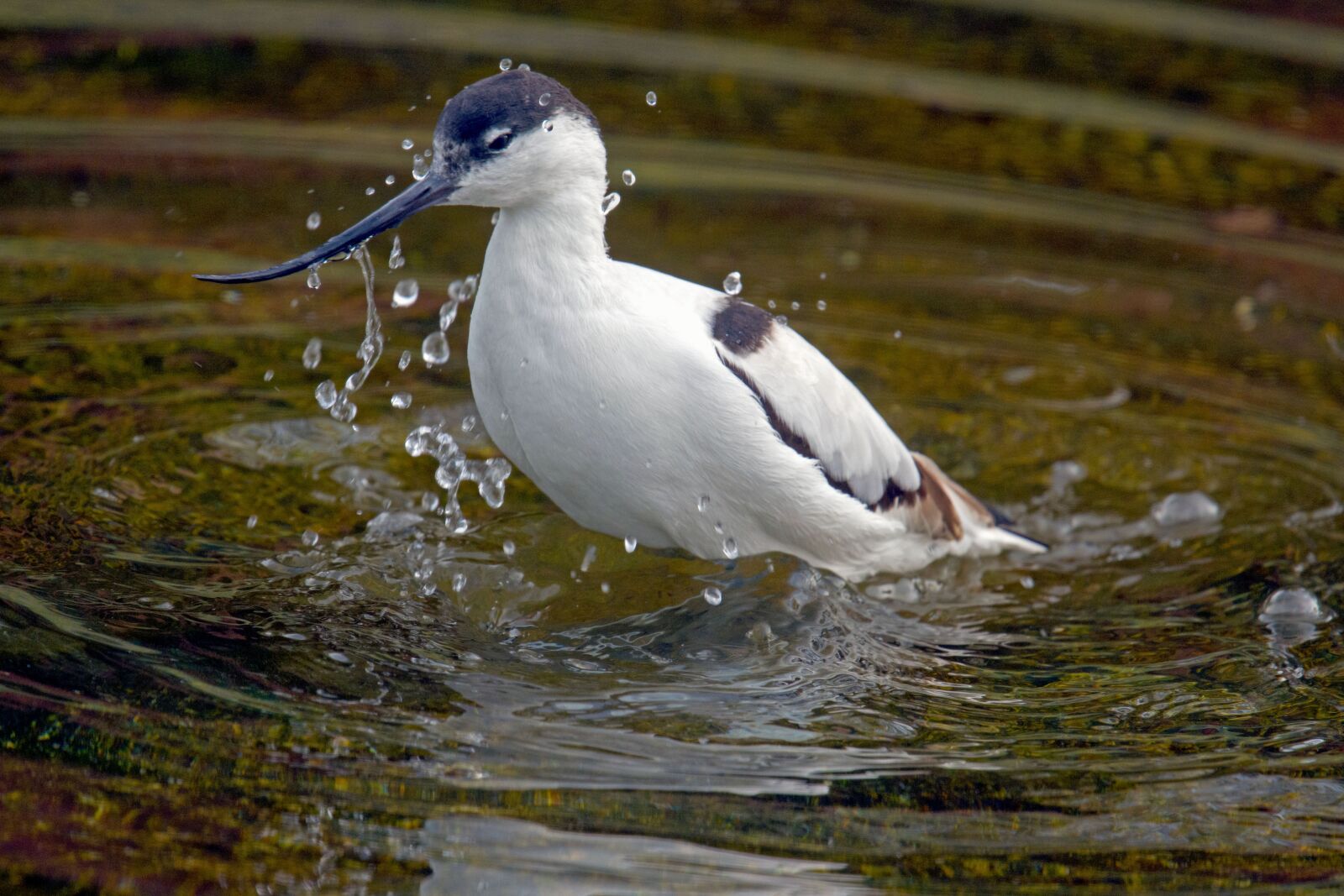 Nikon D500 sample photo. Avocet, swimmers bird, recurvirostra photography