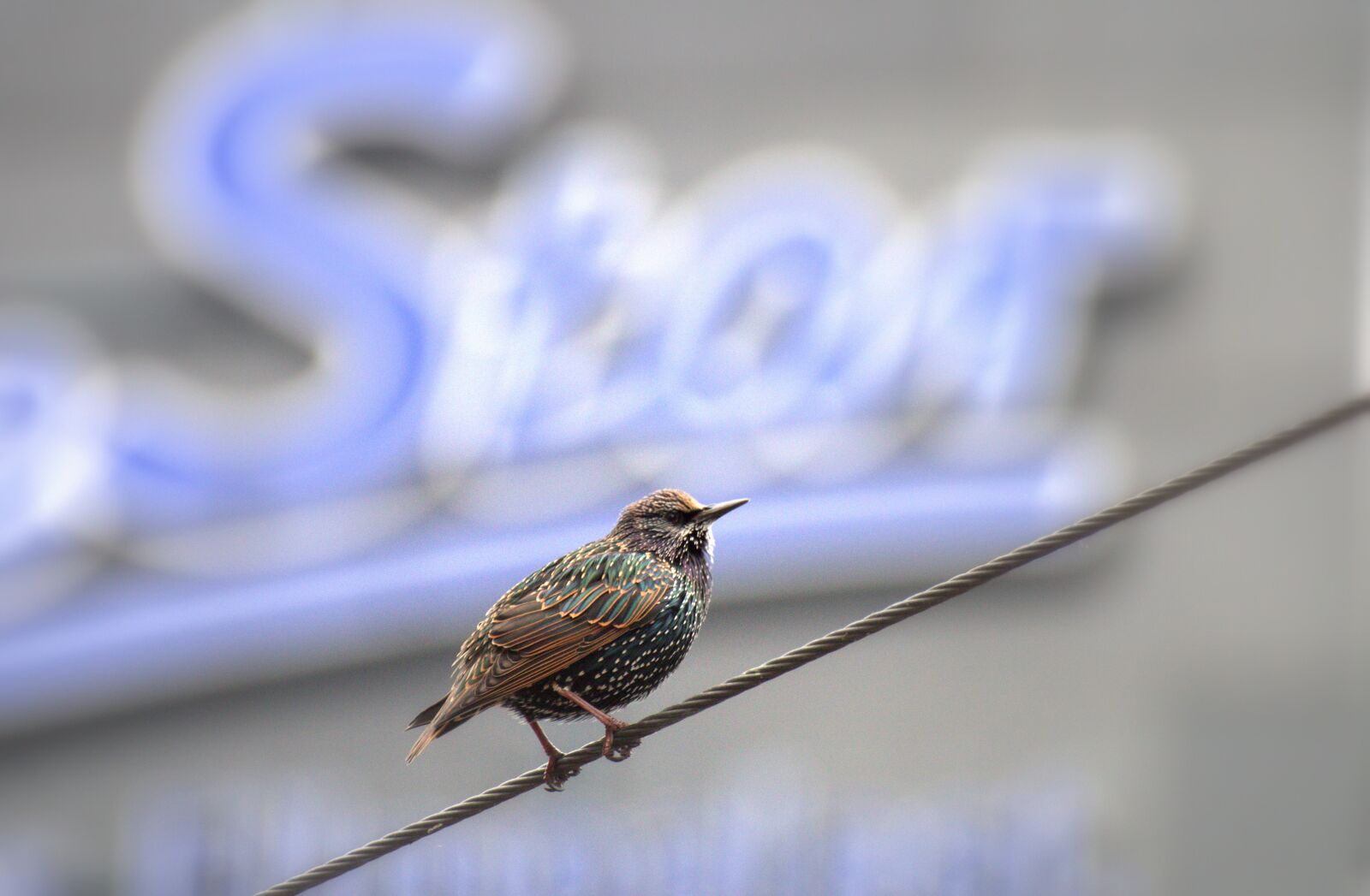 Pentax K-30 sample photo. Star, bird, songbird photography