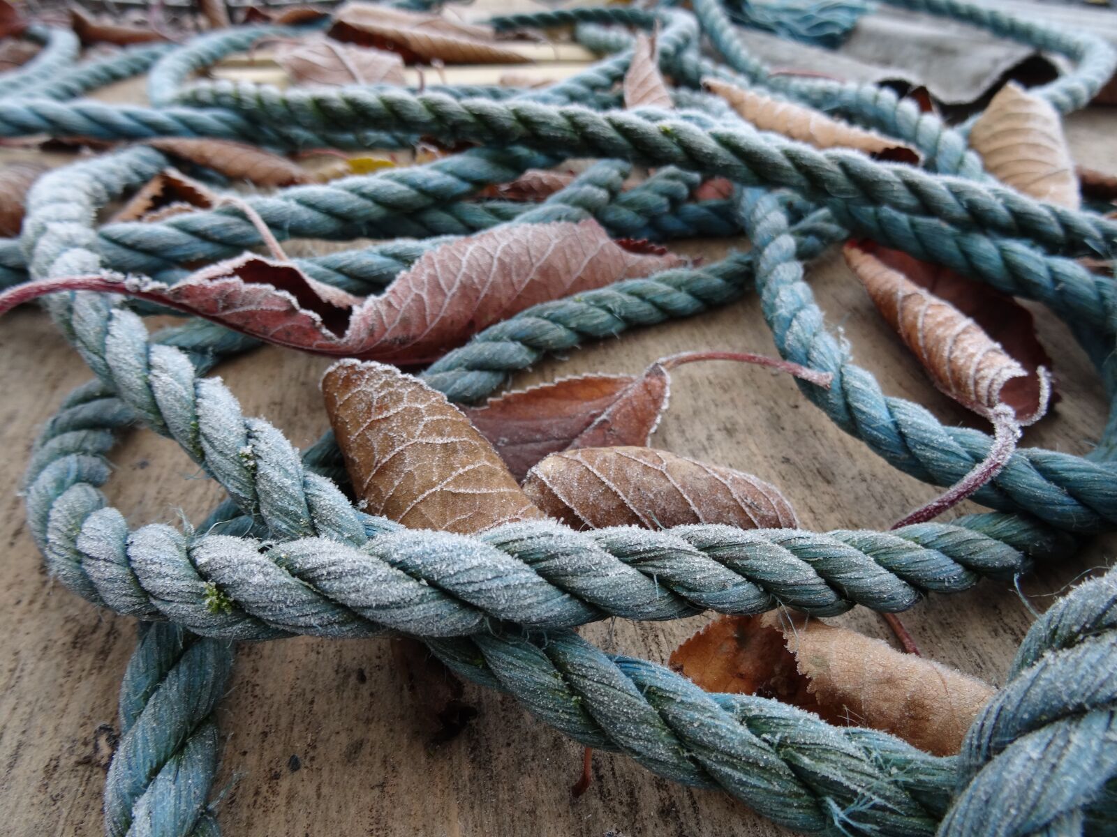 Sony DSC-HX50 sample photo. Rope, leaves, frost photography