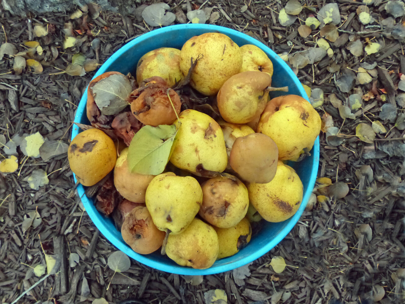 Leica V-Lux 4 sample photo. Pears photography