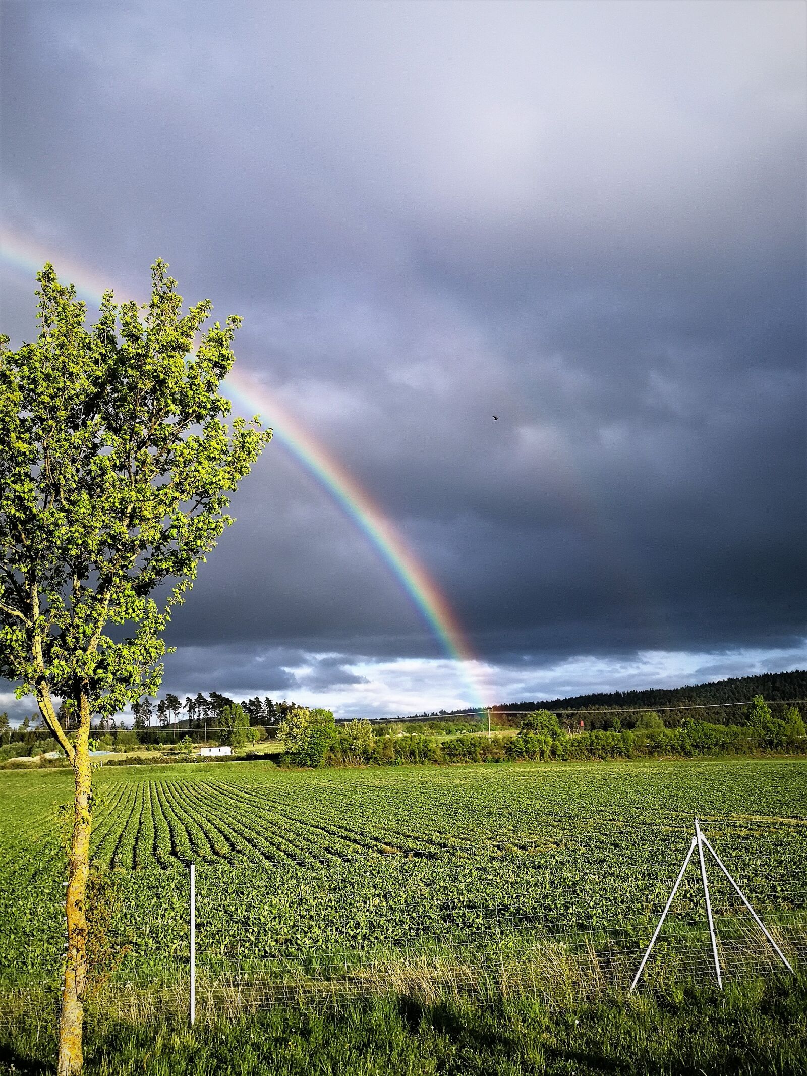 HUAWEI Mate 10 Pro sample photo. Rainbow, tree, fields photography